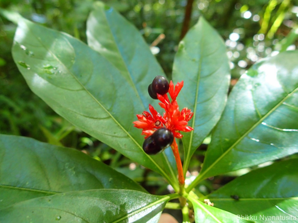 Rauvolfia serpentina (L.) Benth. ex Kurz